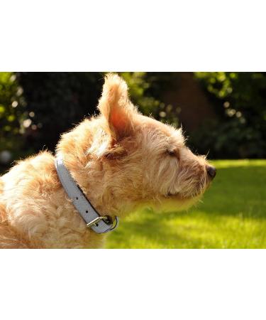 XXL Leather Sniffing Fans Collar for Dogs - Padded Robust & Stylish (55-65cm Gray) - Perfect for Large Medium & Small Breeds - Buy Online on GoSupps.com
