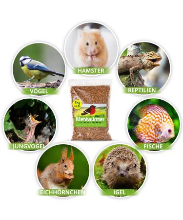 Premium 1kg Dried Mealworms - High Protein Flourworms for Reptiles Birds Fish & More | International Shipping Available - Buy Online on GoSupps.com