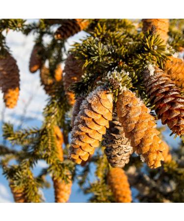 Forest Magic Organic Essential Oils Set - Scotch Pine, Juniper, Silver Fir | 100% Pure & Natural, Therapeutic Grade | Family-Owned Farm | Non-GMO | 3 x 10 ml - Buy Online on GoSupps.com