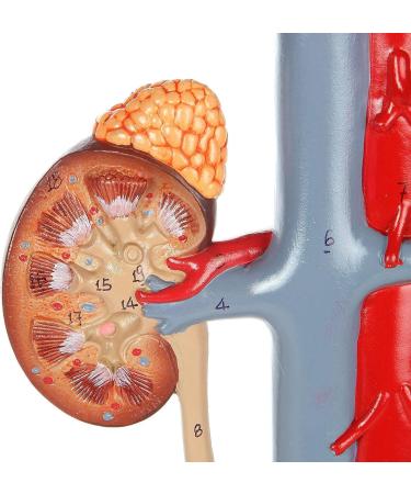 Anatomy Model Body Urine System Model 4-Part Dissected Kidney Structure | Inner Structure of The Bladder Kidneys with Adrenal Glands Urine Conductors and Bladder - Buy Online on GoSupps.com