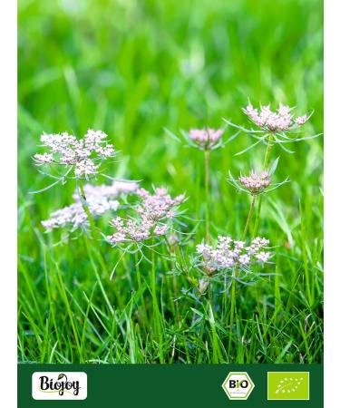 Biojoy Organic caraway seeds (1 kg) whole Meadow cumin without additives (Carum Carvi) - Buy Online on GoSupps.com