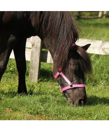 NetProshop 3-Way Adjustable Foal Halter for Foals Falabella Shetty & Pony - Pink - Perfect Size for Foal & Pony - Buy Online on GoSupps.com