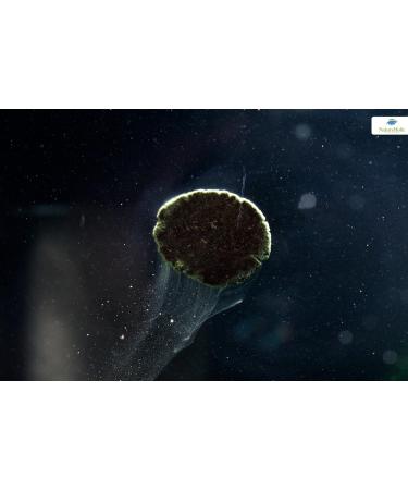 NatureHolic - LonglifePudding Shrimp Food - 50ml - Buy Online on GoSupps.com