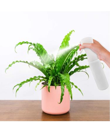 300ml Water Spray Bottle for Garden Hairdressing & Cleaning | Fine Mist Empty Spray Bottle for Plants & Agents - Buy Online on GoSupps.com
