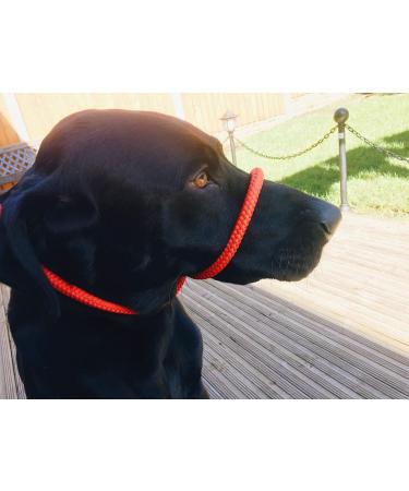 All-in-One Halter for Dogs - No Pull Adjustable Harness in Blue | International Shipping Available - Buy Online on GoSupps.com