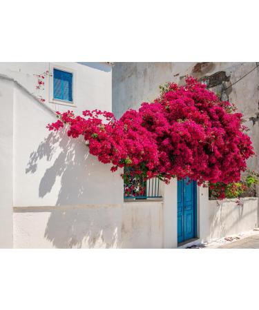 Olive Era Santo Volcano Spa 24H moisture and antiwrinkle facial oil with Bougainvillea extract for all skin types 30 ml - Buy Online on GoSupps.com