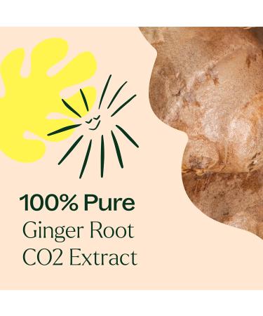 Plant Therapy Ginger Root CO2 Essential Oil 100% Pure Undiluted Natural Aromatherapy Ginger Oil for Diffuser Skin & Massage and Hair Therapeutic Grade 10 mL (1/3 oz) 0.33 Fl Oz (Pack of 1) - Buy Online on GoSupps.com