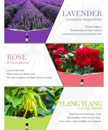 100% Organic Salking Essential Oils Set - Aromatherapy Gift Set for Diffusers & Massage | 6 x 10ml Fragrance Oils (Lavender Rose Cherry Blossom Ylang Ylang Gardenia Chamomile) - Buy Online on GoSupps.com