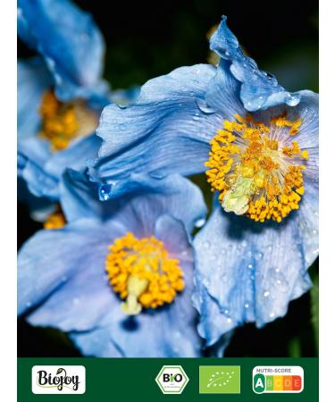  Biojoy Biojoy Organic blue poppy seeds (2 kg) whole without additives - Buy Online on GoSupps.com