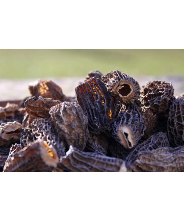 RYMARQUE MORELS special caps 26 cm NO tails handpicked sundried 100 gr - Buy Online on GoSupps.com