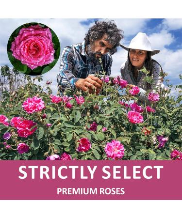 Dried Rose Peatls Whole Dry Roses Flower Buds Edible Natural Pure Organic Roses Herb for Drinking DIY Gift 0.9 oz - Buy Online on GoSupps.com