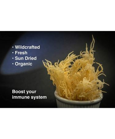 Premium Irish Moss Superfood 2-Pack (2 x 3 Oz) | From Wildcrafted Seed Stock | Non GMO | Organic | Vegan | Hand Picked | Sun Dried | Makes Perfect Gel | Boost Your Immune System | Makes 4 Quarts 6.0 ounces - Buy Online on GoSupps.com