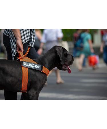 Shop Julius-K9 2XL/3 Orange-Grey Belt Harness | Durable & Stylish Dog Gear - International Shipping Available - Buy Online on GoSupps.com