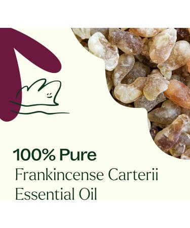 Plant Therapy Frankincense Carterii Essential Oil 100% Pure Undiluted Natural Aromatherapy Therapeutic Grade 100 mL (3.3 oz) Unscented 1 Fl Oz (Pack of 1) - Buy Online on GoSupps.com
