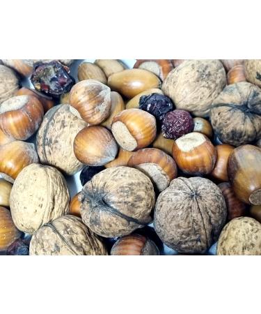 Igart Student Food for Squirrels and Birds 5 kg | Squirrel Food | Bird Food | Nut Mix Acorns Rose Hips - Buy Online on GoSupps.com