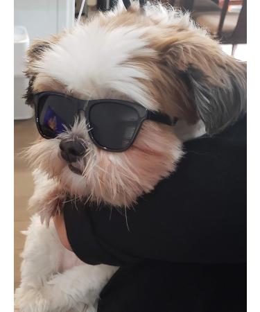 80s Style Pet Sunglasses for Small Dogs (Black) - Up to 15lbs - Buy Online on GoSupps.com