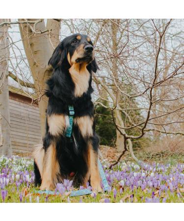 Max & Molly H-Harness - Retro Blue | Premium Comfort & Style for Pets | International Shipping Available - Buy Online on GoSupps.com