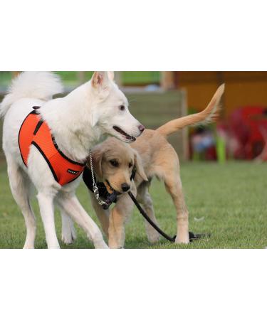 Puppia Dog Harness for Small & Medium Dogs | Soft Vest in Various Colors - Ideal for Puppies | Atanizzenuchtkerte for Dogs - Orange Size M - Buy Online on GoSupps.com
