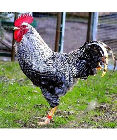 100pcs 16mm Clip on Chicken Leg Bands Number 001-100 Numbered Leg Bands for Chickens Ducks Hens Poultry Leg Bands for Dove Chicks Hen Parrot Birds Identification(Red) - Buy Online on GoSupps.com