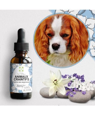 Floral Elixir for Fearful Animals "ALCOHOL-FREE" - This blend will allow your animal: To manage its fears its anxieties with more composure by remaining calm to soothe a shock. 30ML