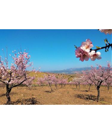 Portuguese Toasted Skinless Almond 2kg Large Natural Ideal for Vegan Vegetarian Keto and Paleo Diets. Vale D'Amendoa - Buy Online on GoSupps.com