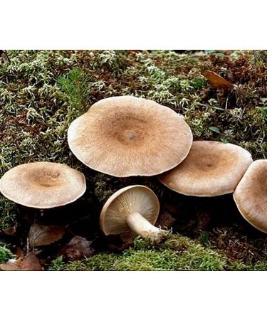 The Greek Fenugy Milk Cap Mushroom (Lacarius Helvus) Michelio Spawn Semi Dried (10g) - Buy Online on GoSupps.com