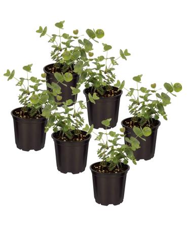 Live Aromatic and Healthy Herb - Eucalyptus (6 Per Pack), Natural Air Purifier, 8" Tall by 3" Wide