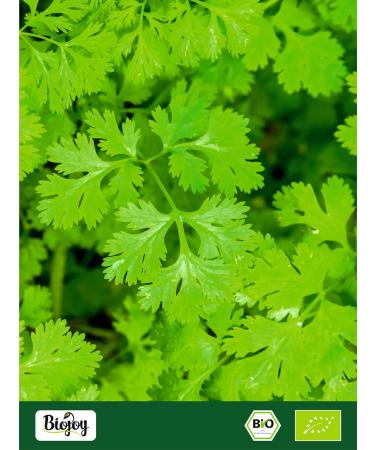 Buy Biojoy Organic Ground Coriander Powder 500g | Premium Coriandrum Sativum for International Shipping - Buy Online on GoSupps.com