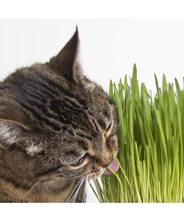 SmartyKat Sweet Greens Grow Kit for Cats & Kittens - Potting Soil & Container Included - Buy Online on GoSupps.com