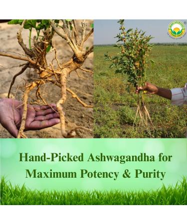 BASIC AYURVEDA Ashwagandha Powder | Support Strength | Stress Relief Herbal Supplement | Immunity | No Additives | Adaptogenic Superfood for Smoothies, Shakes & Wellness | 7.05 Oz (200 gm) - Buy Online on GoSupps.com