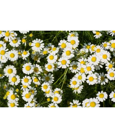 Mynatura Organic chamomile blossom dried all natural herbal tea 2 x 250 g - Buy Online on GoSupps.com