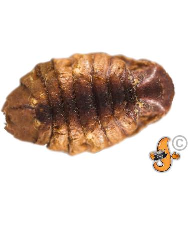 Chubby Silkworms Dried Silkworm Pupae for Wild Birds Koi Fish Reptiles and Other Animals 500g - Buy Online on GoSupps.com