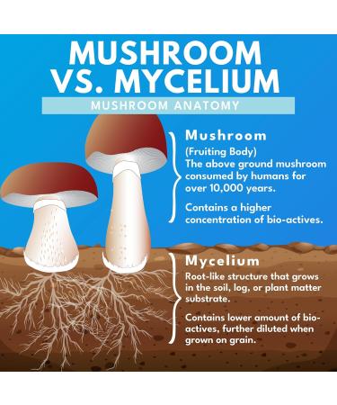 Bold Botanica Mushroom Supreme 7 Mushroom Supplement Organic Extracts of Turkey Tail Chaga Phellinus Reishi Cordyceps Maitake Shiitake for Immune Support & Optimal Wellness 60 Caps - Buy Online on GoSupps.com