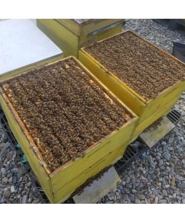 Premium Acacia Honey Sticks - Straight from the hive - Great Taste Pure and Natural Honey from Romania 20 portions x 12g 240g - Buy Online on GoSupps.com