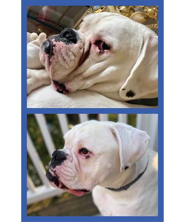 Squishface Wrinkle Paste 2 Oz - Cleans & Protects Dog Wrinkles - Buy Online on GoSupps.com
