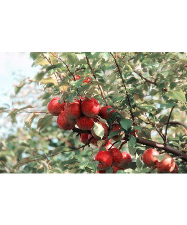 Apple Pectin 4 Ounces (USP Qualified) (114 Grams) - Buy Online on GoSupps.com