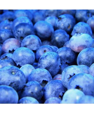 Buy LIGHT Blueberry Fitness Syrup by FruttaMax | Sugar-Free 60% Fruit Content | 500ml International Shipping - Buy Online on GoSupps.com