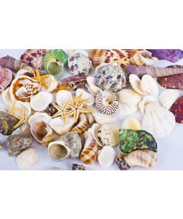 70+ pcs Famoby Sea Shells & Starfish for DIY Crafts & Beach Theme Decor - Buy Online on GoSupps.com