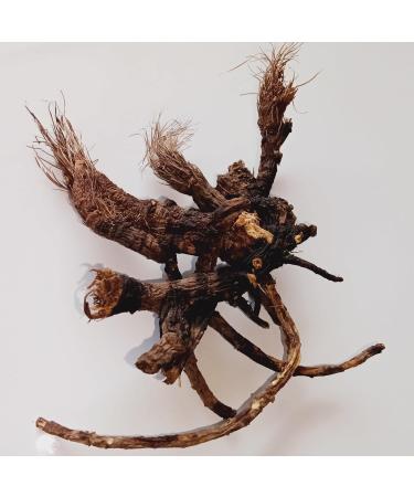 Osha Root 1oz (Ligusticum Porteri) Sustainably ethically sourced - Buy Online on GoSupps.com