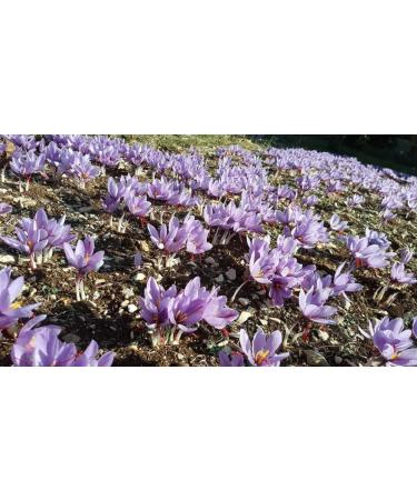 French Artisanal Saffron in pistils 0.2 gr rare and exceptional. - Buy Online on GoSupps.com