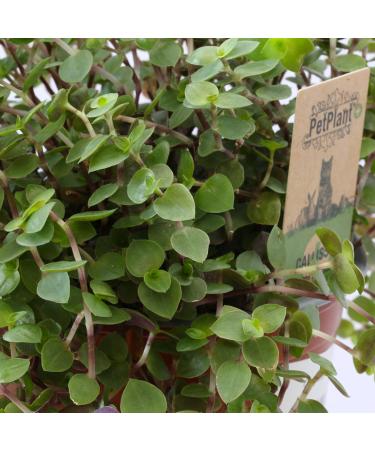 Buy 3X Sch npolster - Callisia repens | Ideal Food Plant for Bearded Dragons Birds Guinea Pigs & Rabbits | International Shipping Available - Buy Online on GoSupps.com
