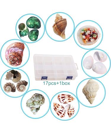 Hermit Crab Shells Set - 17PCS of 9 Types, Medium to Small Growth Turbo Seashells 0.6-1.6 Inch, Various Opening Sizes, Natural - Buy Online on GoSupps.com