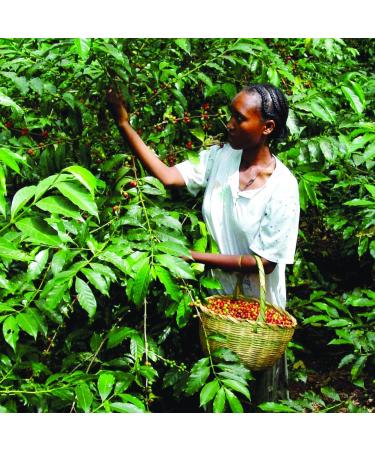 TOMMEE TIPPEE MODA Orthodontic Silicone Pacifiers - 2-Pack Green & White (0-6m) | International Shipping Available - Buy Online on GoSupps.com