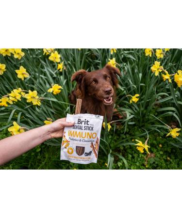 Brit Adult Food 251g - Buy Online on GoSupps.com