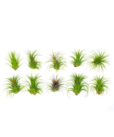 10 Ionantha Tillandsia Air Plant Pack, Each 2 to 3.5 Inches Long, Live Tropical House Plants for Home Decor, Indoor Terrarium Air Plants, 10 Pack