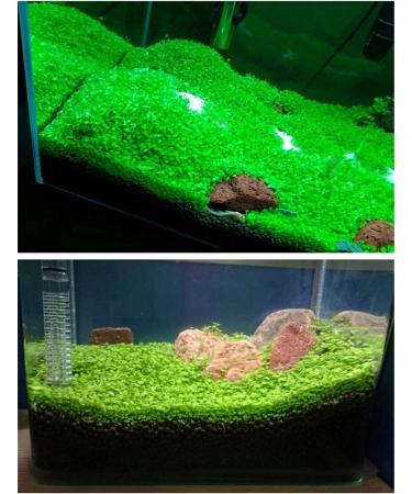 Kyushu Garden Plant Seeds Small Bacopa Monnieri Seeds Fish Tank Decorations Hydroponic Growing Plant Seeds(Small Leaf) 10G - Buy Online on GoSupps.com