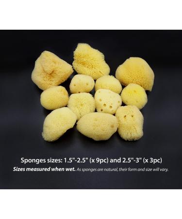 Natural Sea Silk Sponges 12pk | Size 1.5-3 | Cosmetic Use, Makeup Application & Removal | Face & Eye Cleaning | Luxury Gift Bag by Constantia Beauty - Buy Online on GoSupps.com
