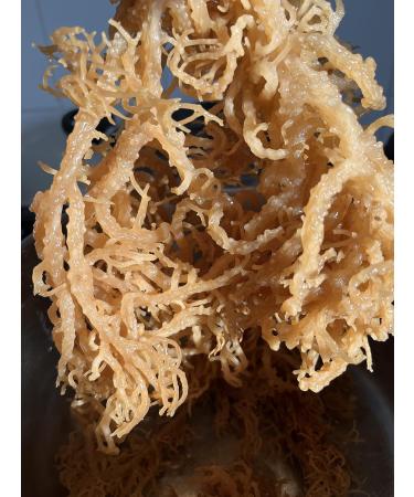  GENNI Wild Golden Dried Sea Moss 150g | From the pristine waters of the Caribbean Sea | Unbleached and Ungrown on String - Buy Online on GoSupps.com