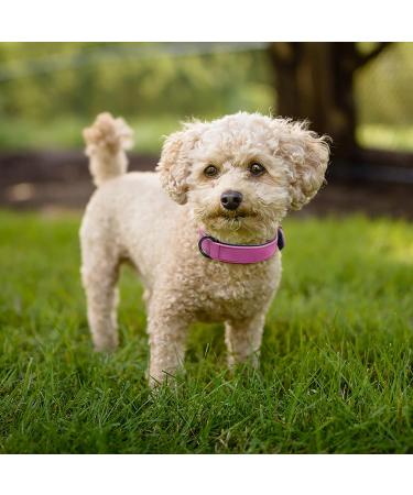 Didog Soft Padded Leather Dog Collar - Adjustable Breathable & Durable for Small to Large Dogs - Purple (25-30 cm) - Buy Online on GoSupps.com