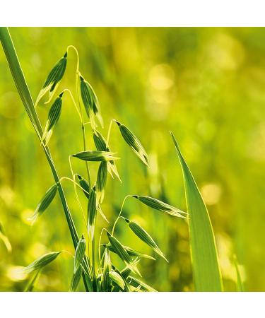 Weleda Bio Hafer Abreubure Curation - Intensive Hair Care for Stressed & Dry Hair | Rinsing Treatment Strengthens Nourishes & Protects | 150 ml - Buy Online on GoSupps.com